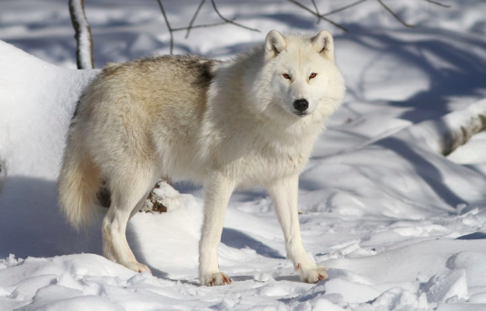 In the Shadow of a Rainbow: The True Story of a Friendship Between Man and Wolf